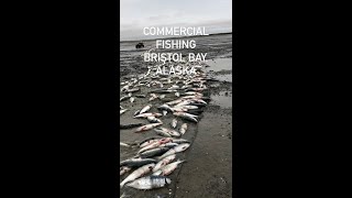 Commercial fishing for Sockeye Salmon in Bristol Bay Alaska!!!