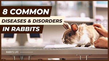 8 Common Diseases & Disorders in Rabbits