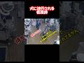 犬に連行される看護師#shorts #dog#nurse#犬#動物病院