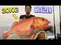 30KG破紀錄鳥母！The Worlds Biggest Ruby Snapper Caught ! #赫馬士 #fishing #釣魚