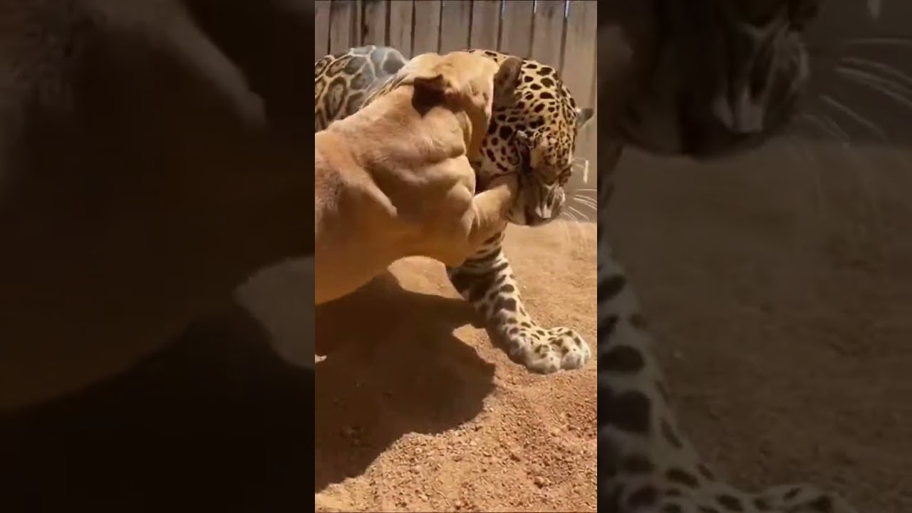 When Predators Clash: Pitbull Fights Jaguar in Epic Encounter