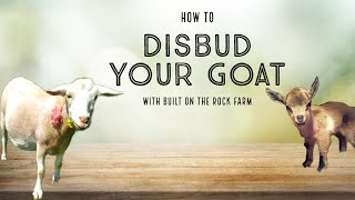 How to PROPERLY Disbud Your Goat/Electric Dehorner/Buckling/Doeling/Nigerian Dwarf/Built on the Rock