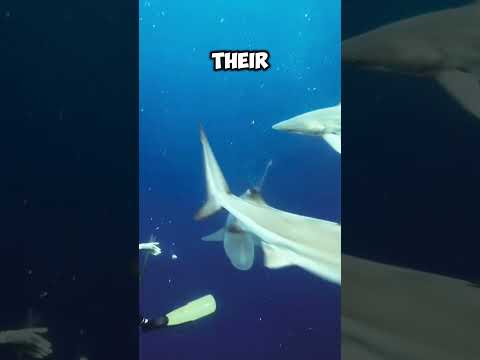 Bull Sharks Testosterone Levels