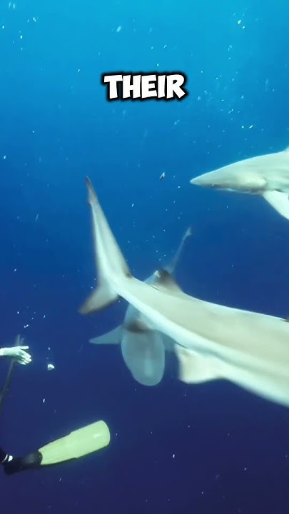 Bull Sharks' Testosterone Levels - YouTube