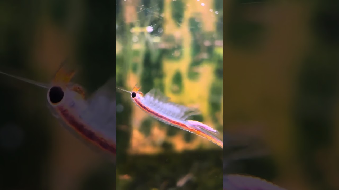 Обустроенные аквариумы для жаброногих рачков