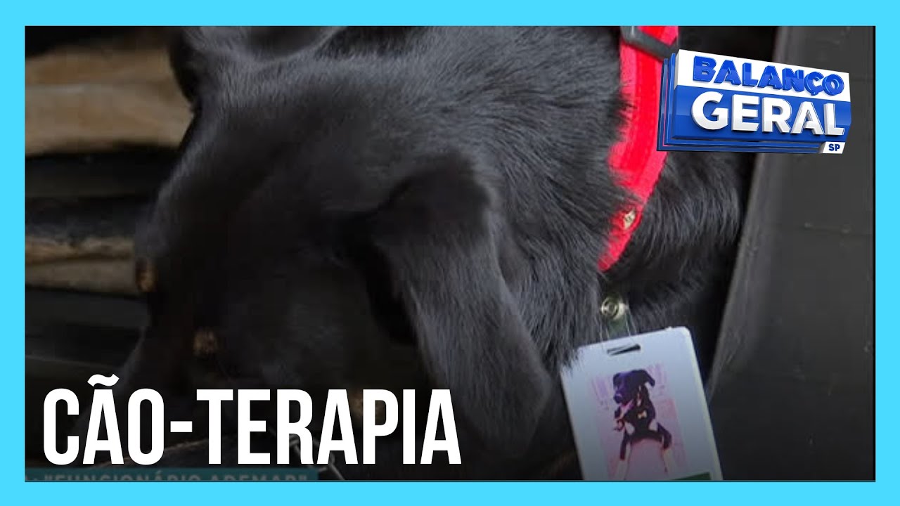 ‘Cãoterapia’: cachorro adotado por hospital de SP ajuda pacientes a se sentirem bem