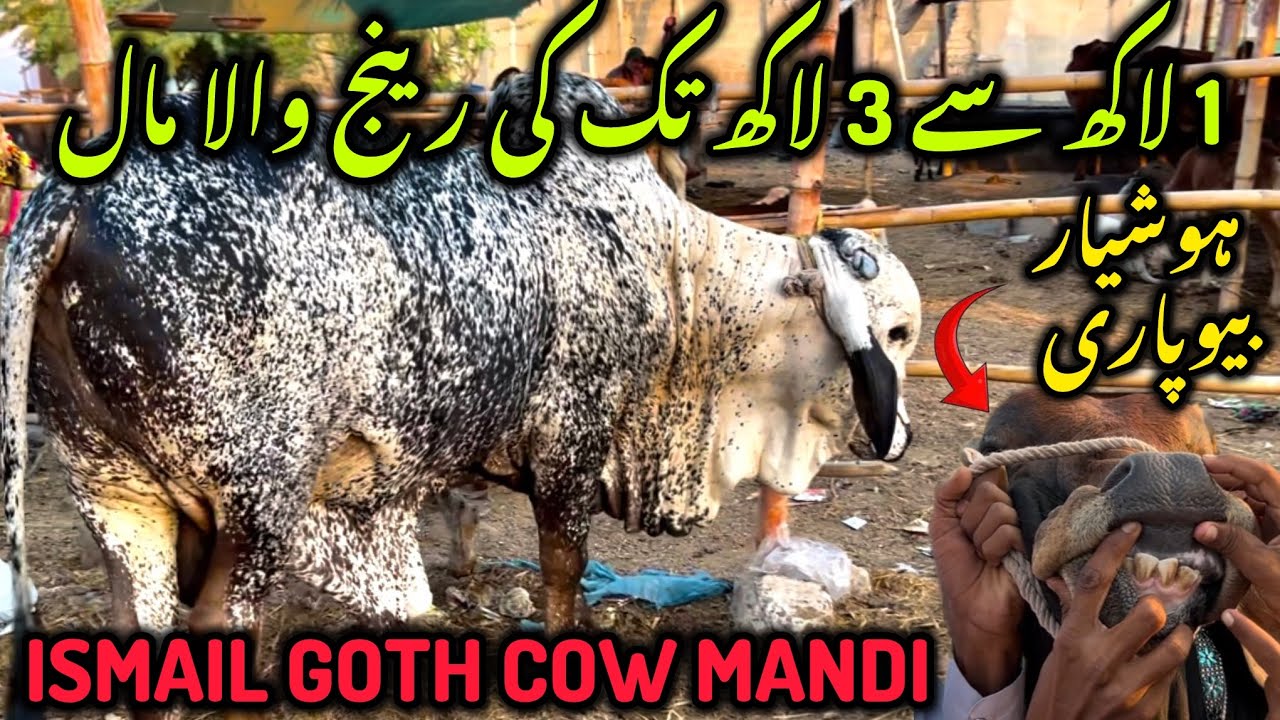 Mid Range Wala Maal Dhond Liya Ismail Goth Karachi Cattle Rates mid-range-wala-maal-dhond-liya-ismail-goth-karachi-cattle-rates