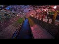4K・ Night Sakura of Mama river in Ichikawa city ・4K HDR