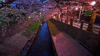 4K・ Night Sakura of Mama river in Ichikawa city ・4K HDR