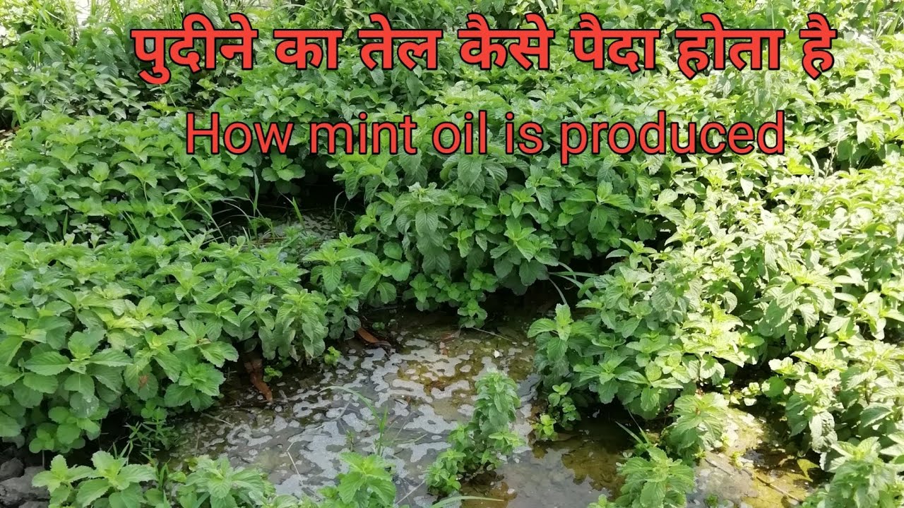 How mint oil is produced, पुदीने का तेल कैसे पैदा होता है YouTube