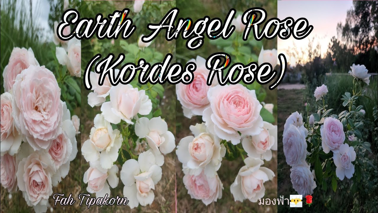 Earth Angel Rose/Herzogin Christiana Rose(Kordes Rose🌹🇩🇪)(4 months)My