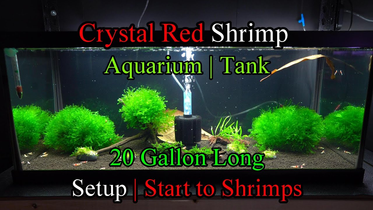 Crystal Red Shrimp 20 Gallon Long Aquarium Setup Subwassertang