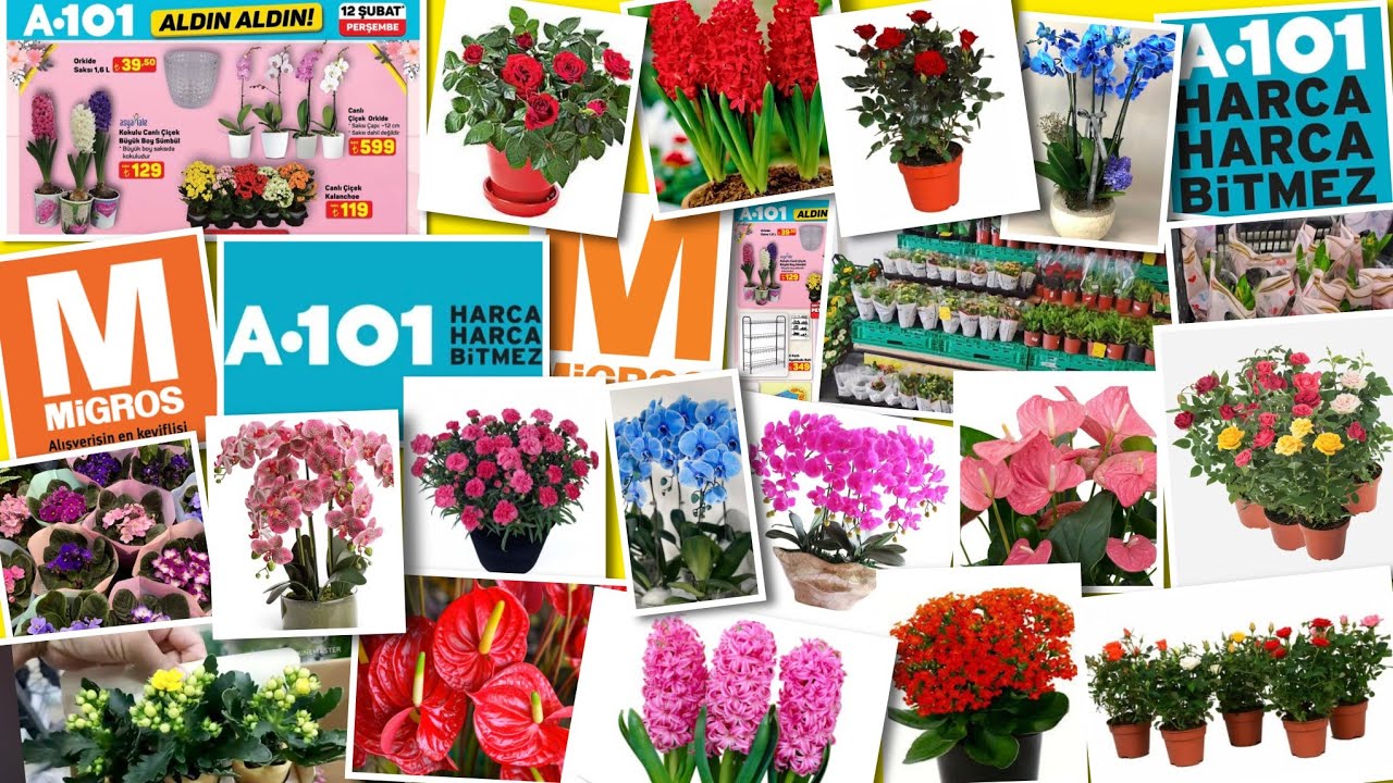 ‼️12 ŞUBAT PERŞEMBE A101 DOLU DOLU➡️ MİGROS MARKETTE ŞENLİK VAR 📢 ÇİÇEKLERİMDE SON DURUMLAR