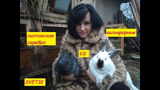 картинка: КРОЛИКИ//ПОЛТАВСКОЕ СЕРЕБРО ИЛИ КАЛИФОРНИЯ//