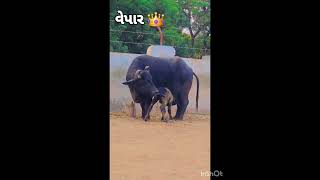 దూడల సంరక్షణకు తీసుకోవలసిన చర్యలు #cow