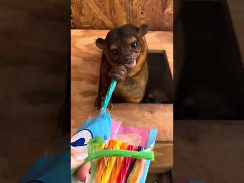 Rescue Animal Trauma Candy Salad