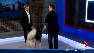 Tristan Flynn & Maverick on the Global Morning News Halifax Chatting Reactive Dogs by Jollytails 563 views 9 years ago 7 minutes, 13 seconds