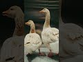 Flocking around