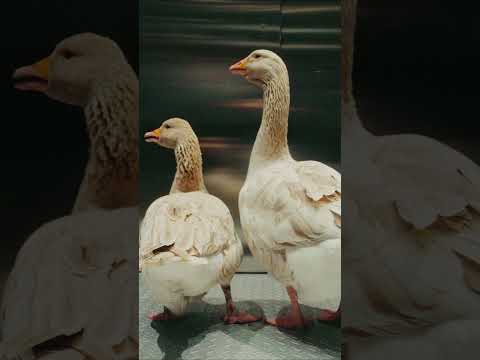 Flocking around