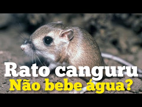 Vídeo: Rato canguru bebe água?