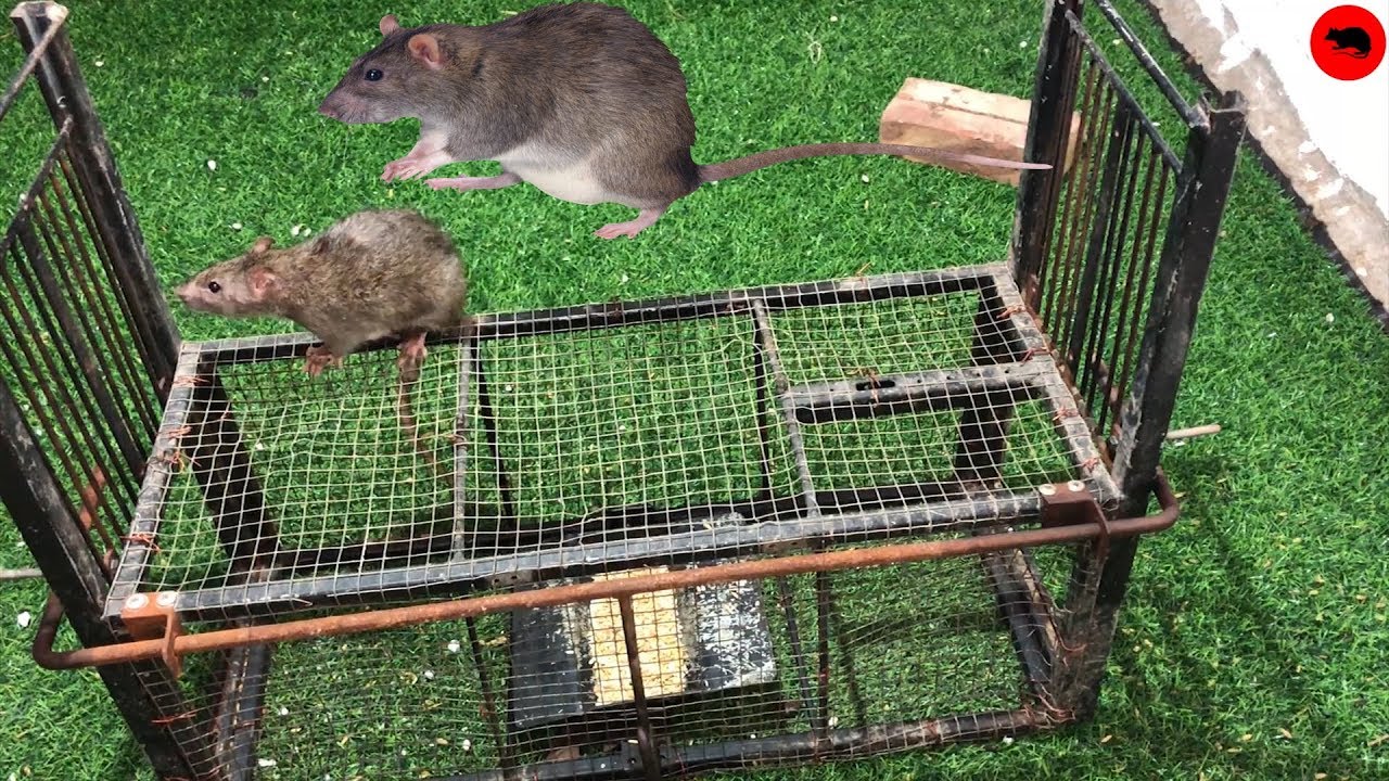Mouse Trap/How to make Mouse Trap Homemade/Automatic saving Rat/Reject Mouse