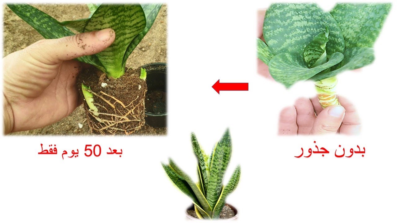 ما رح تحتاج أي فيديو ثاني عن نبات جلد النمر 👌 تعلم الطريقة الصحيحة للرعايةوزيادةالخلفات #snakeplant