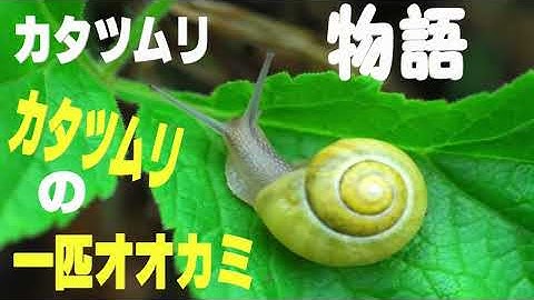 カタツムリの一匹狼 Youtube