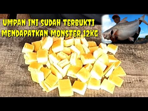 Cara Bikin Umpan Patin Dari Roti Tawar