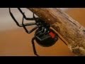 Black Widow Cannibalism