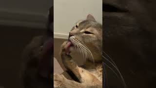 ASMR 猫　毛繕い　モモちゃん