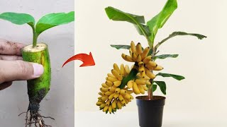 Crazy agriculture skills! How to grow a Bananas tree with banana fruit in pot