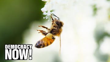 “The Pollinators”: New Film Shows How Decline of Bee Colonies Could Mean Collapse of Food Chain