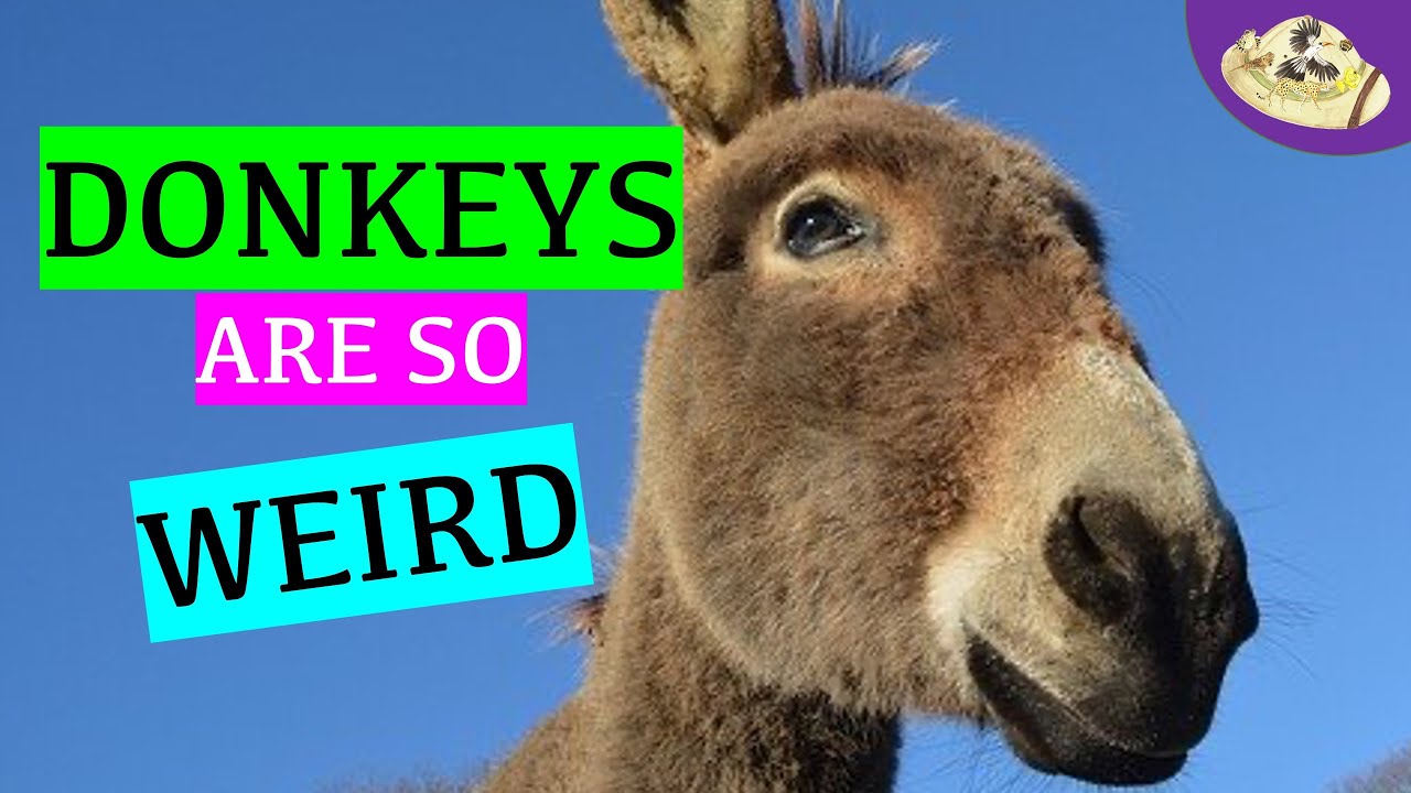 donkey