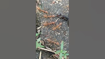 weaver ants vs hunchback ants