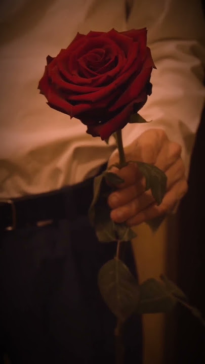 No Surprises #shortvideo #radiohead #storywa #cinematography x suillaudd