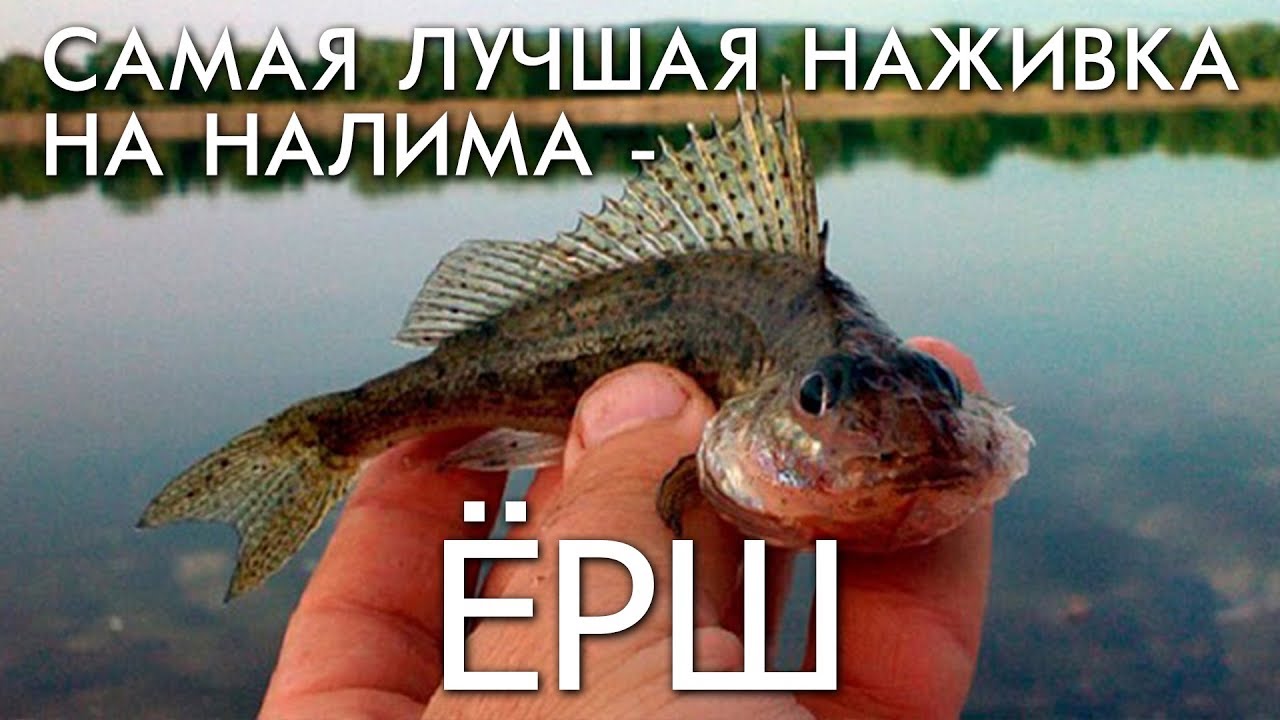 САМАЯ ЛУЧШАЯ НАЖИВКА НА НАЛИМА - ЕРШ / РЫБАЛКА ЗАКИДУШКОЙ, УДОЧКОЙ И ДОНКОЙ