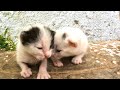 Very cute kittens with their tiny bodies.