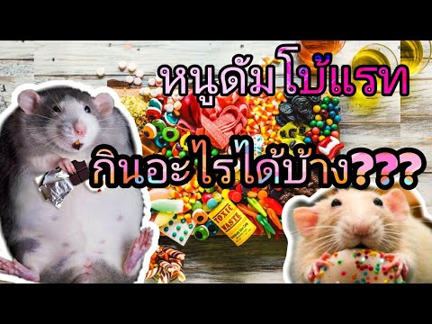 หนูดัมโบ้แรทกินอะไรได้บ้าง กินได้แค่อาหารเม็ดอย่างเดียวหรือเปล่า 🐭