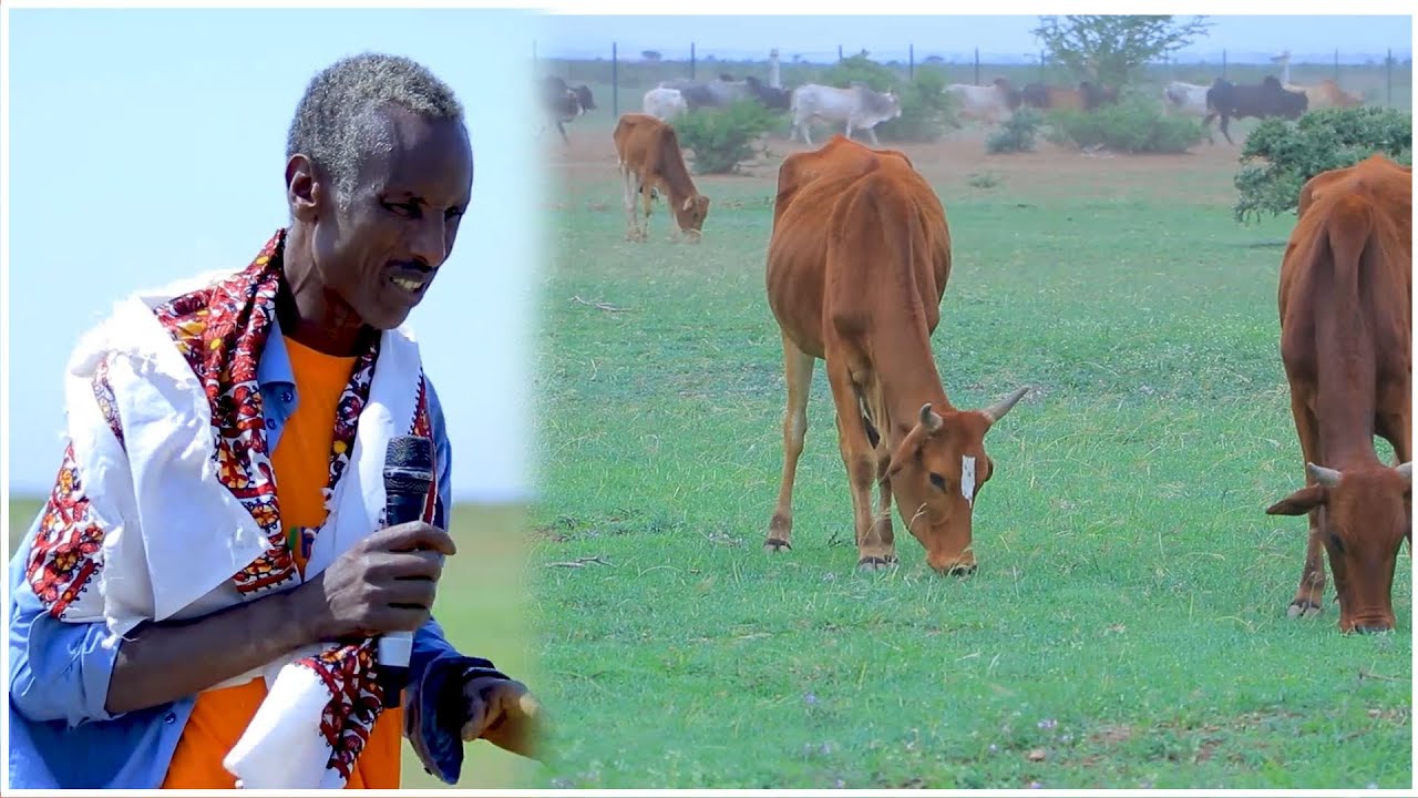 Mashruucii Banka Wajaale Oo Dadka Abaaraysan Loo Fasaxay