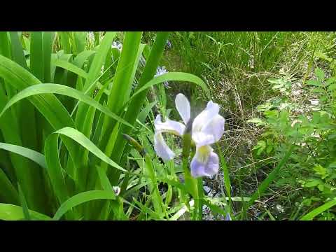 Capital Naturalist: Yellow