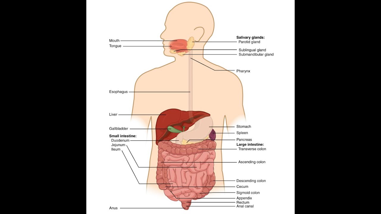 SİNDİRİM SİSTEMİ 1 (SİNDİRİM SİSTEMİNE GİRİŞ - ORGANLARI - TOPOGRAFİSİ- EMBRİYOLOJİK BÖLÜMLERİ)
