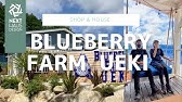 矢板時間 放送後 Blueberry Farm Ueki ブルーベリーファームウエキ 21年6月26日放送 Youtube 矢板時間 放送後 Blueberry Farm Ueki ブルーベリーファームウエキ 21年6月26日放送 Youtube