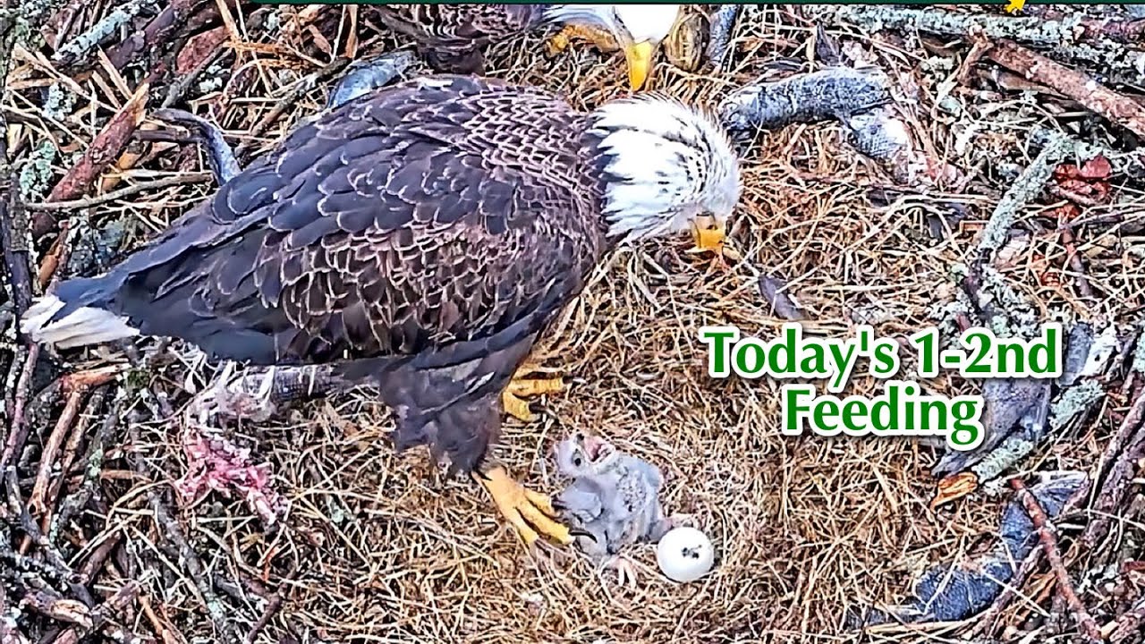 #91🦅🐥10°🥚／Duke Farms Eagle Nest 2026／Duke Mom💗Duke Dad／by Duke  Farms