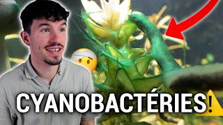 CYANOBACTÉRIES EN AQUARIUM D'EAU DOUCE : COMMENT LES ÉLIMINER POUR DE BON ?