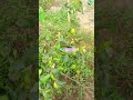 #Thai#green#Apple# ber#nusrat# #nursery# #contact# #(8777547814)#(9153307436)#