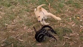 Mortal Kombat: puppy vs kitten