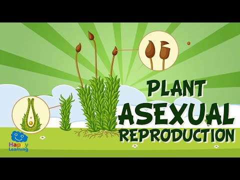 Plant asexual reproduction  | Educational Video for Kids