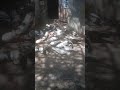 Quşların səhər dəni!!