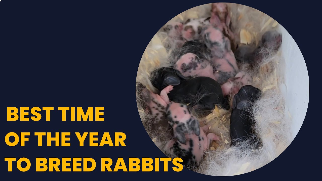 Best Time of the Year to Breed Rabbits Rabbitry YouTube