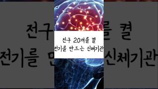 전구 20개를 켤 전기를 만드는 신체기관 [지식의 샛별]